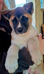 Stoere vrolijke Amerikaanse Akita reutjes., Dieren en Toebehoren, 8 tot 15 weken, Parvo, Meerdere, Nederland