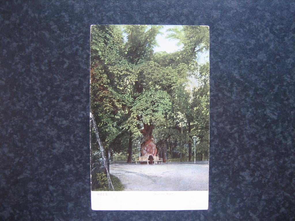 HEES De Dikke Boom 1909 reclame Jansonius koffie/Thee, Ophalen of Verzenden, Voor 1920, Gelderland