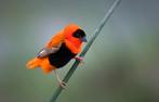 Oranjewever - Euplectes franciscanus, Dieren en Toebehoren, Meerdere dieren, Tropenvogel, Geringd