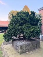 “Grote Hinoki cipres (Chamaecyparis obtusa Nana Gracilis), Tuin en Terras, Planten | Bomen, Ophalen, Overige soorten