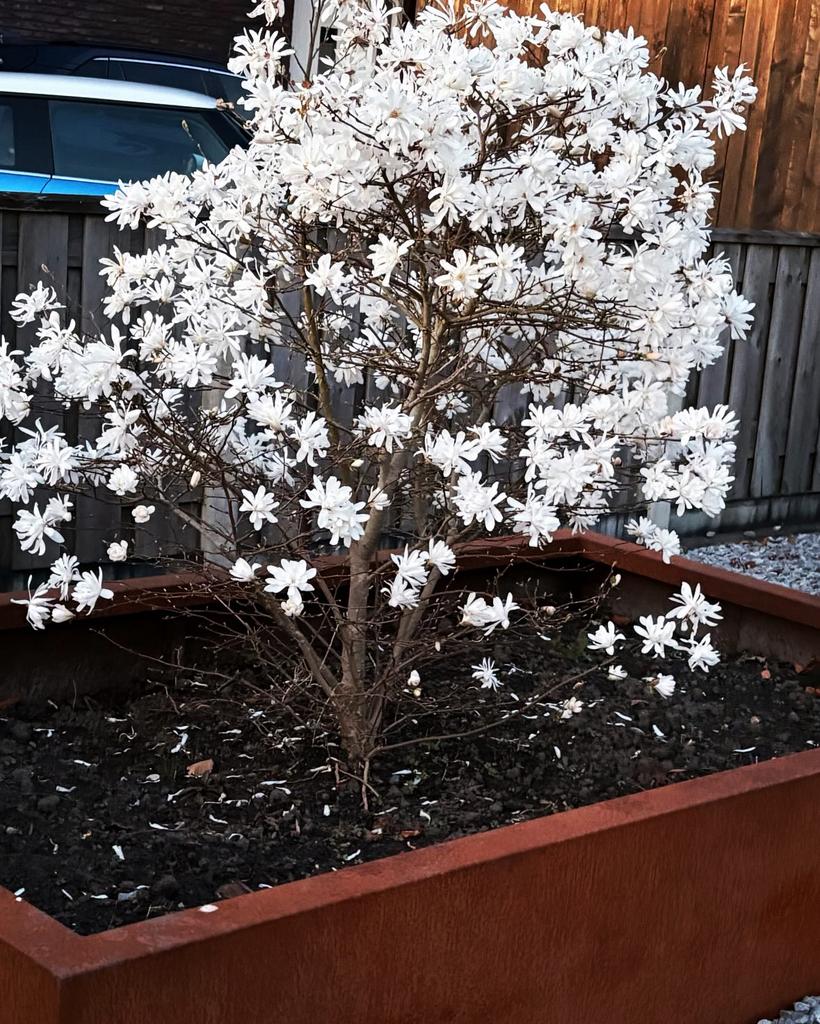 Plantenbakken cortenstaal, Bloeit niet, Halfschaduw, 100 tot 250 cm, Overige soorten
