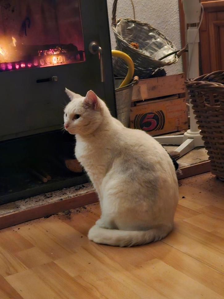 Gezocht een witte kitten, Dieren en Toebehoren, Katten en Kittens | Overige Katten