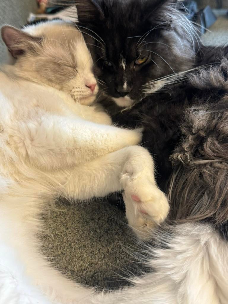 Kittens maincoon / ragdoll / maindoll, Dieren en Toebehoren, Katten en Kittens | Raskatten | Langhaar, Kater, Gechipt