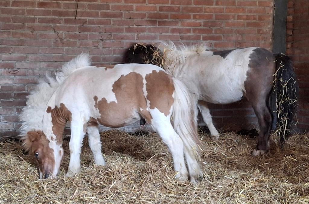 Mini pony's te koop, Dieren en Toebehoren, Meerdere dieren, A pony (tot 1.17m), Gechipt, 0 tot 2 jaar