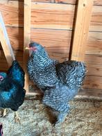 Koppel brahma’s groot kleurslag koekoek, Meerdere dieren, Kip