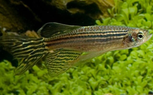 Hobbyaquarium zebra danio sluier  aanbieding, Vis, Zoetwatervis, Schoolvis