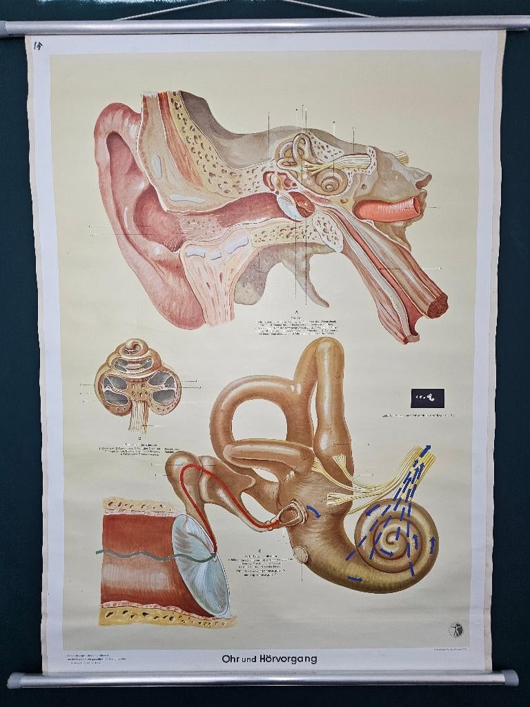 Vintage anatomische schoolplaat oor en gehoor 85x115 cm, Antiek en Kunst, Ophalen of Verzenden, Natuur en Biologie