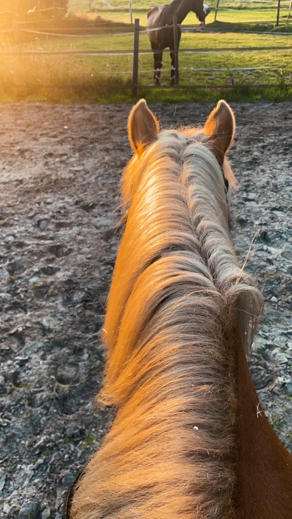 Pensionstalling, Dieren en Toebehoren, Stalling en Weidegang, Weidegang, 4 paarden of pony's of meer