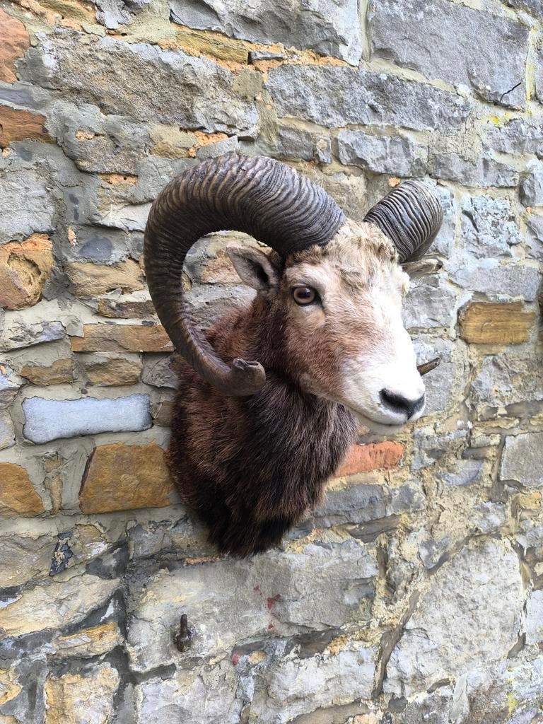 Opgezette moeflon, Mannelijk, Schaap