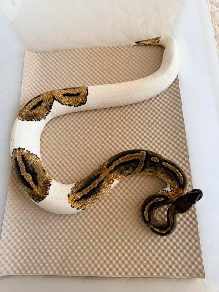 Koningspython Ball Python - female for sale from Nettie