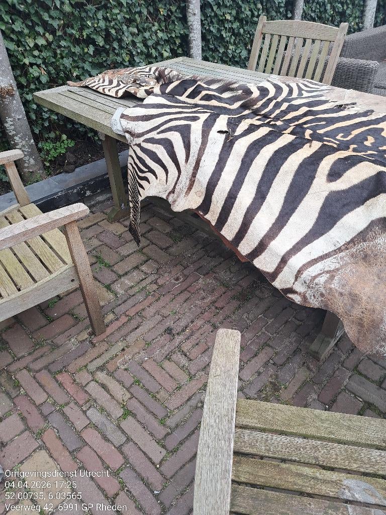 zebra huid, Ophalen, Wandsculptuur, Gebruikt, Meerkleurig