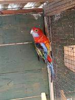 Rosella pop, Vrouwelijk, Parkiet, Geringd