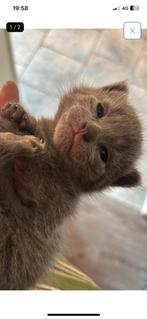 Gezocht gouden/ bruine  kitten ( blauwe rus), 0 tot 2 jaar