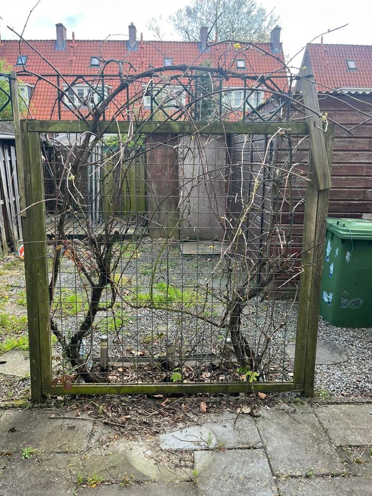 Druivenstokken 2x, Tuin en Terras, Planten | Bomen, Ophalen, Volle zon, Overige soorten