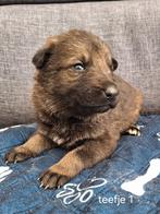 Te koop 2 mooie grauwe duitse herder teefjes met stamboom, 8 tot 15 weken, Teef, Meerdere, Herder