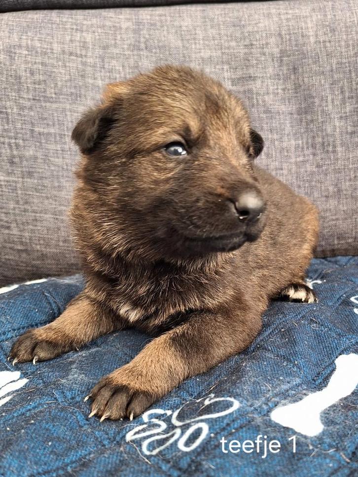 Te koop 2 mooie grauwe duitse herder teefjes met stamboom, Dieren en Toebehoren, Honden | Herdershonden en Veedrijvers, Teef, Herder