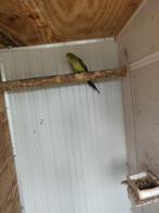 Bergparkiet, Dieren en Toebehoren, Vrouwelijk, Parkiet, Geringd