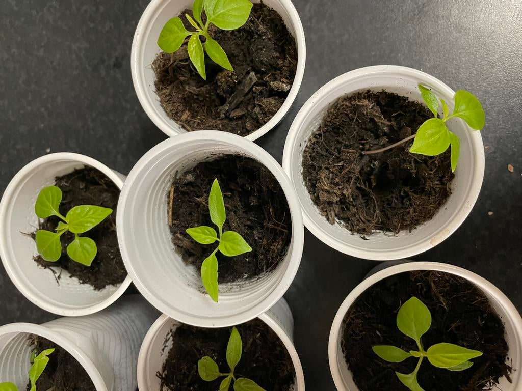 Madam jeanette, Tuin en Terras, Planten | Tuinplanten, Ophalen, Eenjarig, Groenteplanten, Volle zon