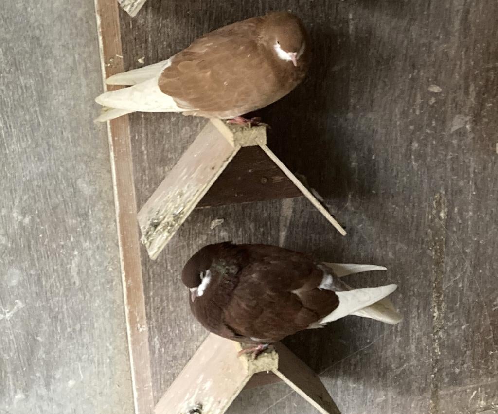 1 Koppel A'damse baardtuimelaars  – sierduiven - tuimelaar, Dieren en Toebehoren, Meerdere dieren, Tuimelaar of Roller