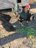 Broedeieren Barnevelder, Geslacht onbekend, Kip