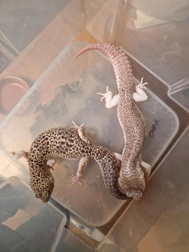 Luipaard gekko's 1.1 Leopard Gecko - male for sale from hofman