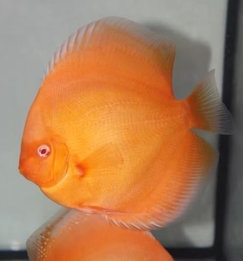Golden Diamond Koppel  Discus - Koidream Valburg