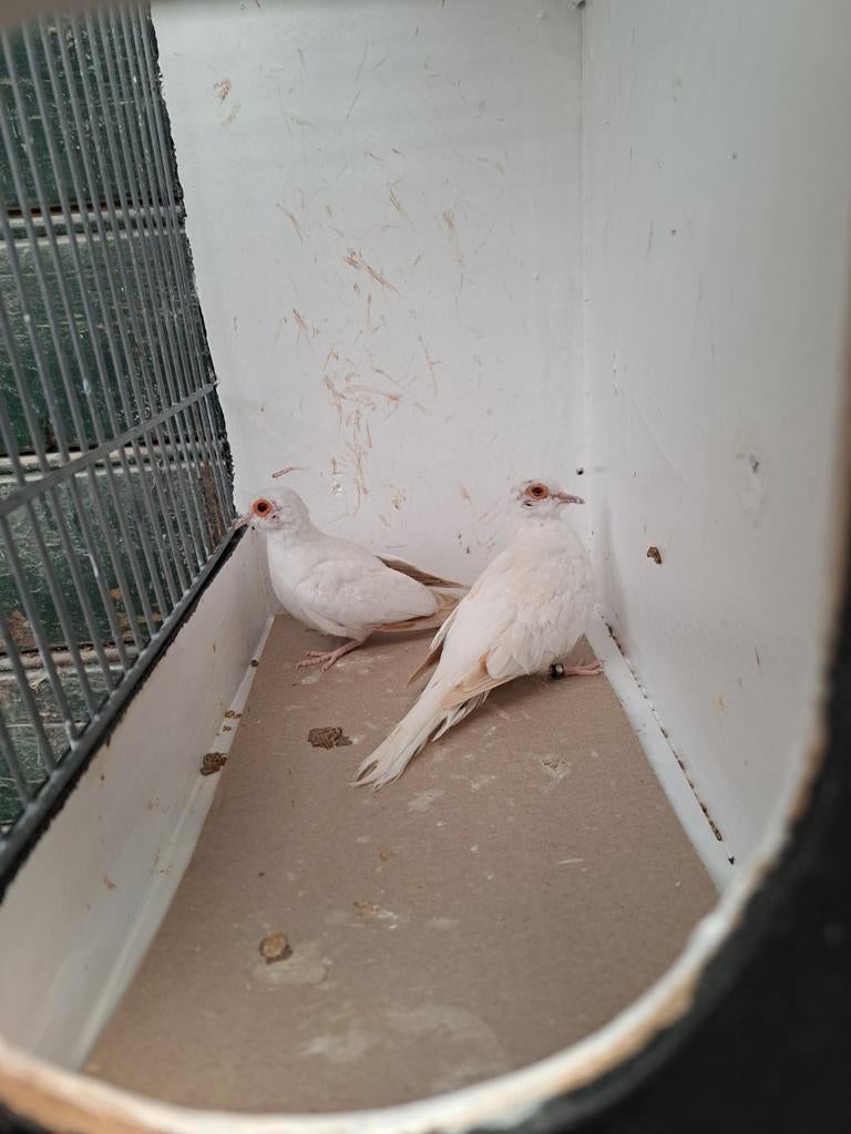 Koppel diamantduiven topaas witstuit bruin, Dieren en Toebehoren, Vogels | Overige Vogels, Meerdere dieren, Tropenvogel, Geringd