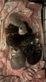 Mooi nestje cyperse kittens, Meerdere dieren