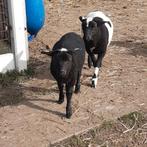 2 fleslammeren rammen, Dieren en Toebehoren, Mannelijk, Schaap, 0 tot 2 jaar