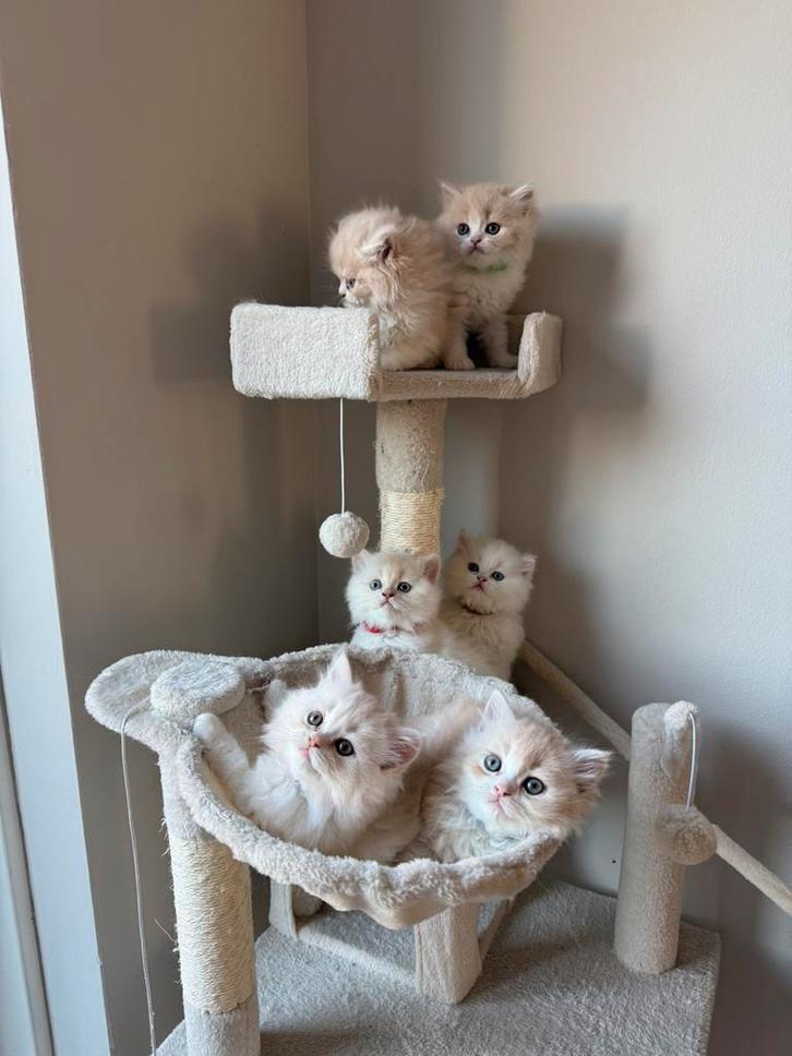 Perzische kittens van hoge kwaliteit, Liefdevol opgegroeid, Dieren en Toebehoren, Katten en Kittens | Raskatten | Langhaar, Meerdere dieren