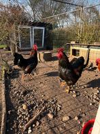 Barnevelder hanen te koop, Mannelijk, Kip