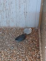 te koop een koppel chineze dwergkwartels, Meerdere dieren