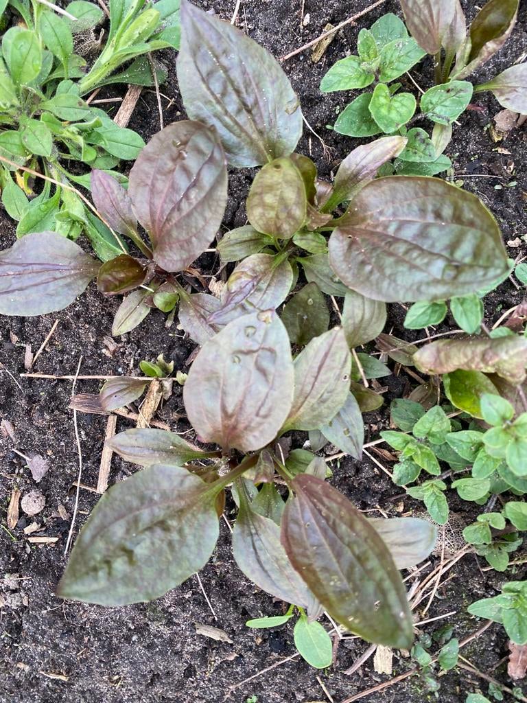 Roodbladige wergbree biologisch geteeld, Tuin en Terras, Planten | Tuinplanten, Ophalen, Overige soorten, Volle zon