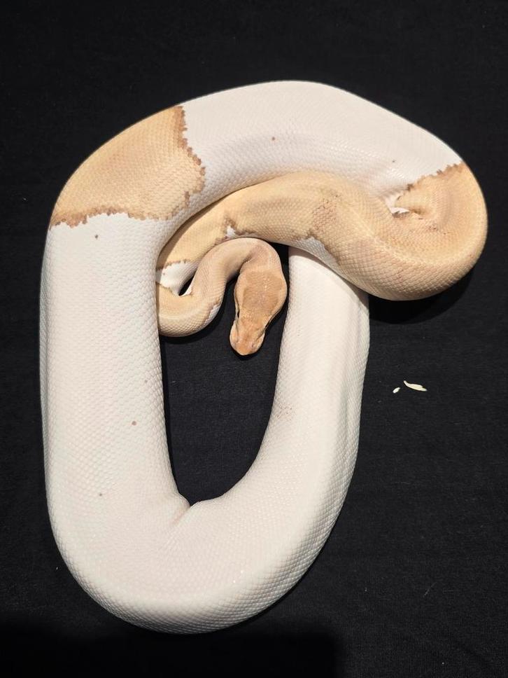 0.1 mojave ultramel pied het ghost ball python Ball Python - female for sale from martijn