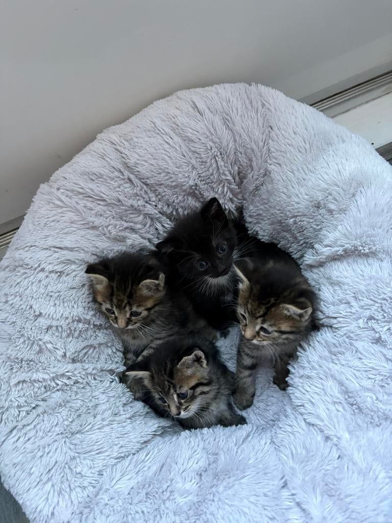 Main coon europeese korthaar kittens, Dieren en Toebehoren, Meerdere dieren