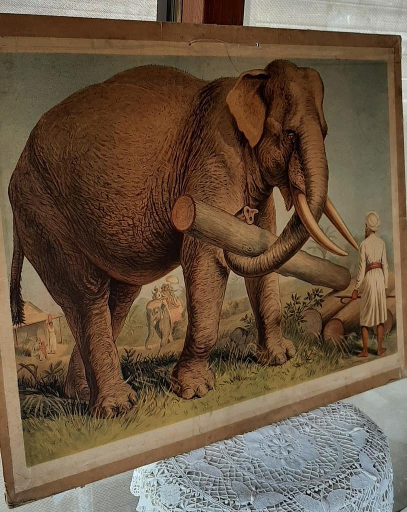 Vintage schoolplaat Aziatische olifant, Antiek en Kunst, Antiek | Schoolplaten, Ophalen
