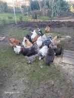 Brahma broedeieren, Geslacht onbekend, Kip