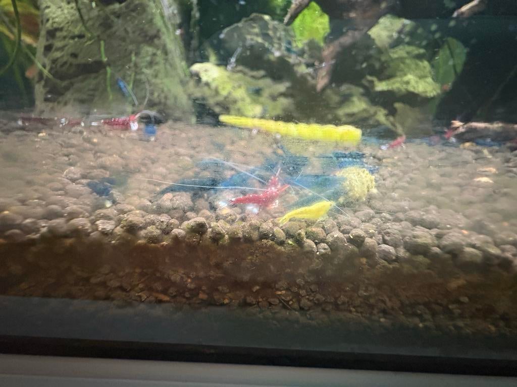 Kardinaal garnalen sulawesi garnaal, Dieren en Toebehoren, Vissen | Aquariumvissen, Kreeft, Krab of Garnaal