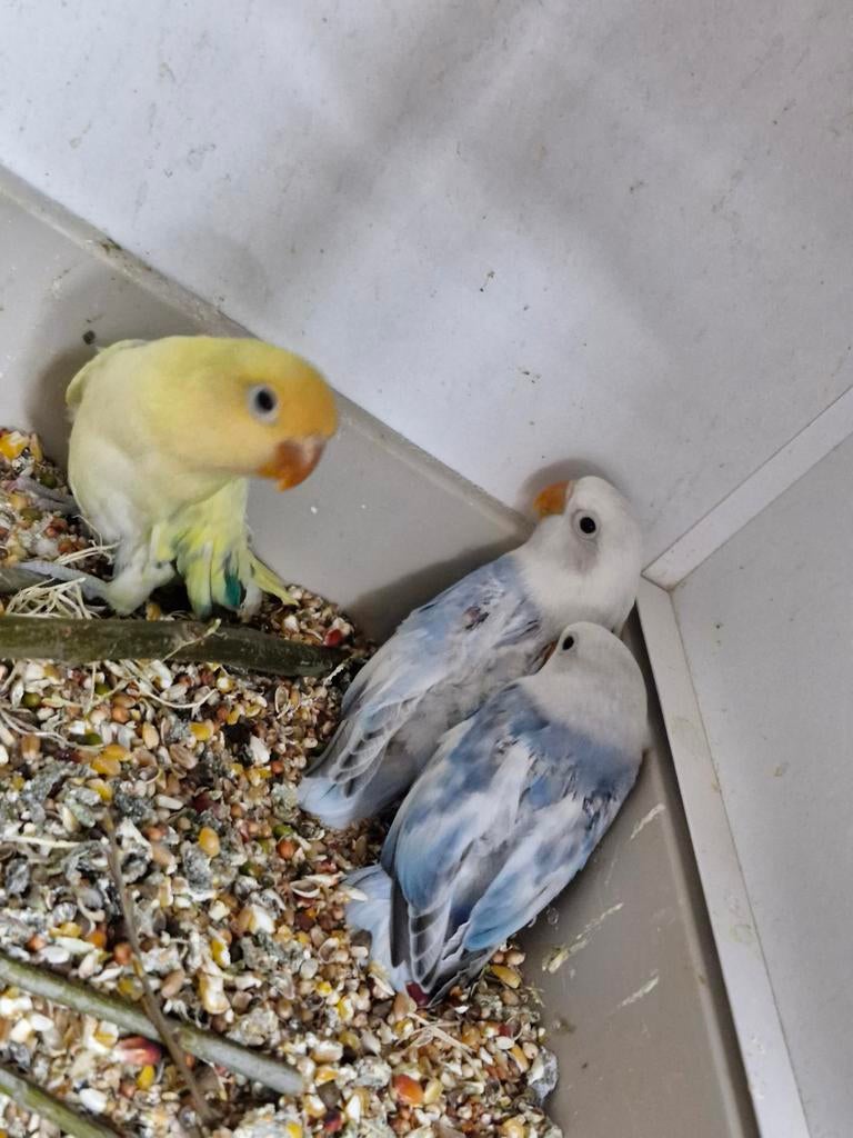 Jonge fischeri, Dieren en Toebehoren, Vogels | Parkieten en Papegaaien, Geslacht onbekend, Dwergpapegaai of Agapornis, Tam