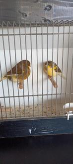 2 Gloster poppen, Vrouwelijk, Kleurkanarie