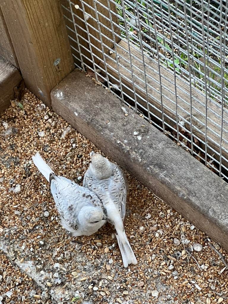 Diamand duifjes, Meerdere dieren, Overige soorten