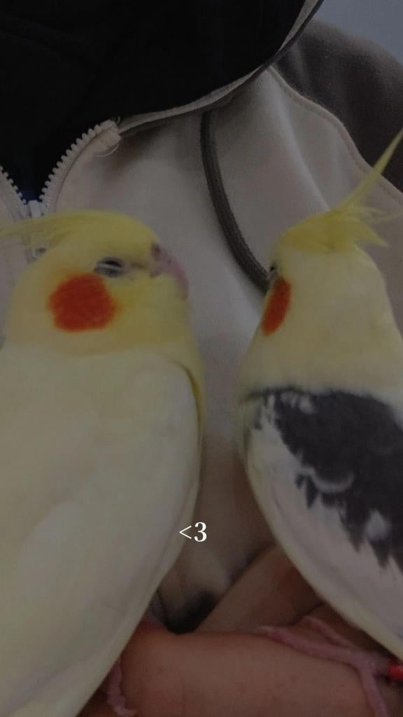 Vermist: 2 valkparkieten, Vrouwelijk, Parkiet, Tam