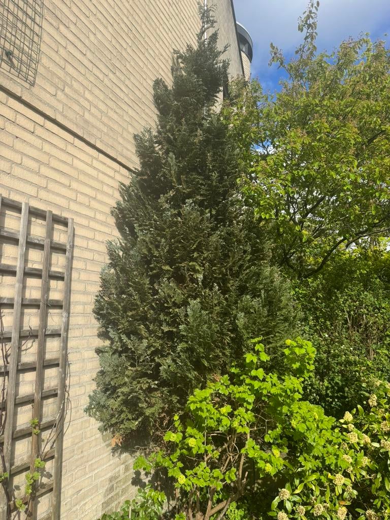 Gratis califonische cipres, Tuin en Terras, Planten | Bomen, Ophalen, Volle zon, Overige soorten