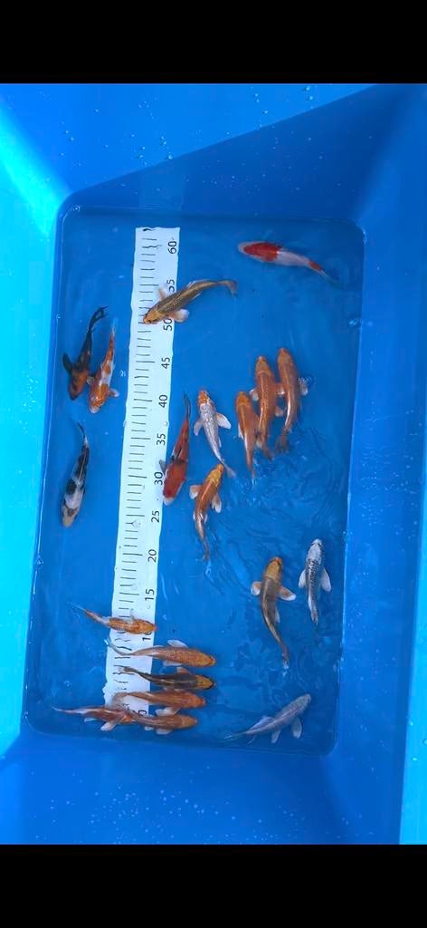 Koi karpers, Karper of Koi