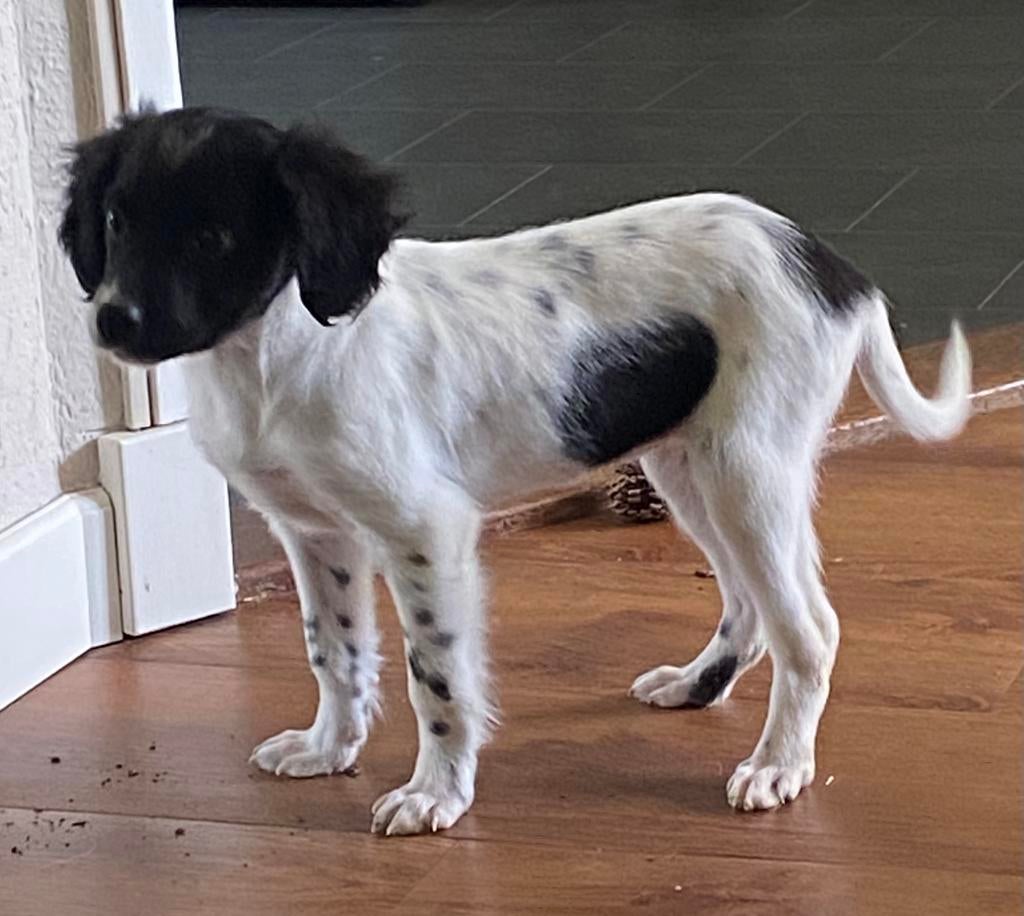 Hele mooie FRIESE STABIJ x HEIDEWACHTEL pup - teefje., Dieren en Toebehoren, Honden | Niet-rashonden, Parvo, Nederland, 8 tot 15 weken