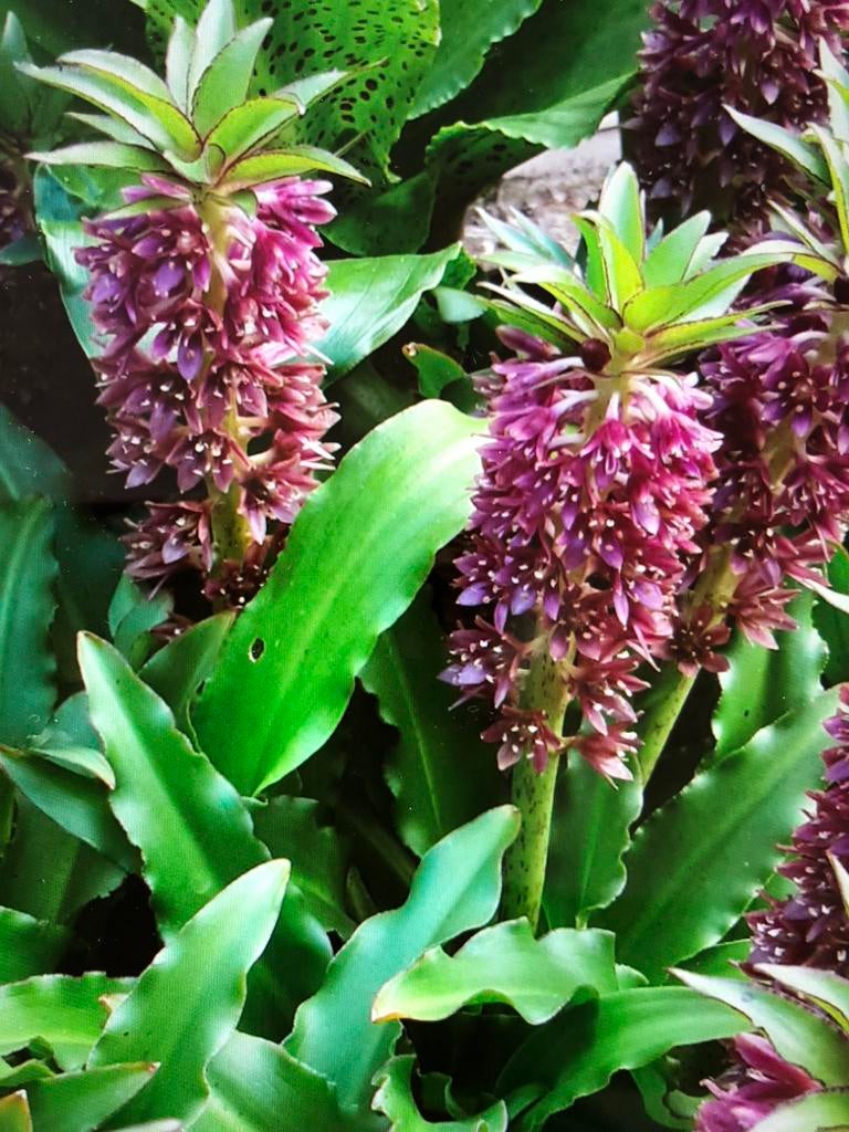 Euconomis Kuiflelie, Ophalen of Verzenden, Volle zon