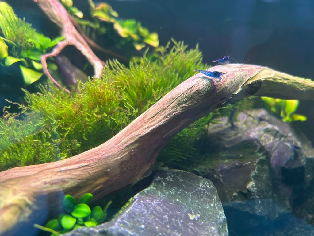 Blauwe garnalen, Kreeft, Krab of Garnaal