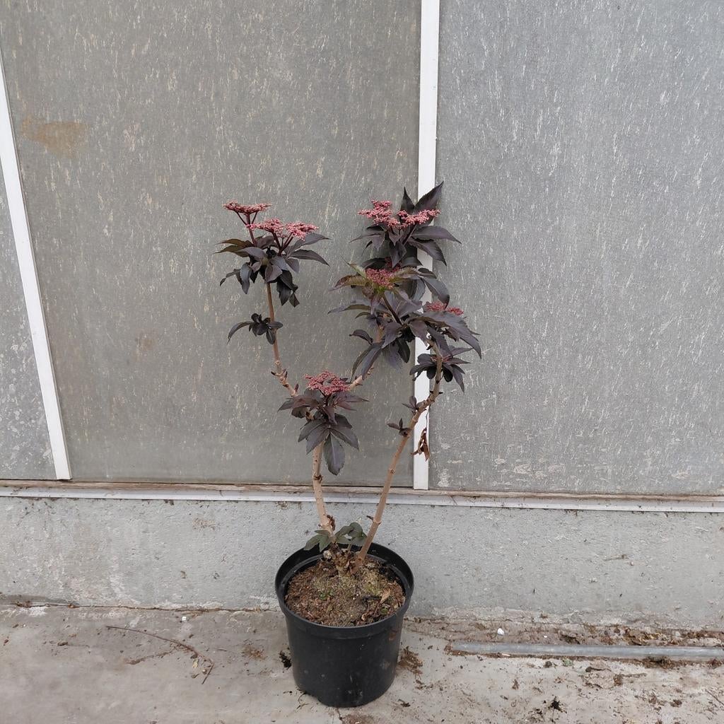 Zwarte vlier | Sambucus 'Black tower' | Bloeiend!, -, -, Nieuw, Ophalen of Verzenden