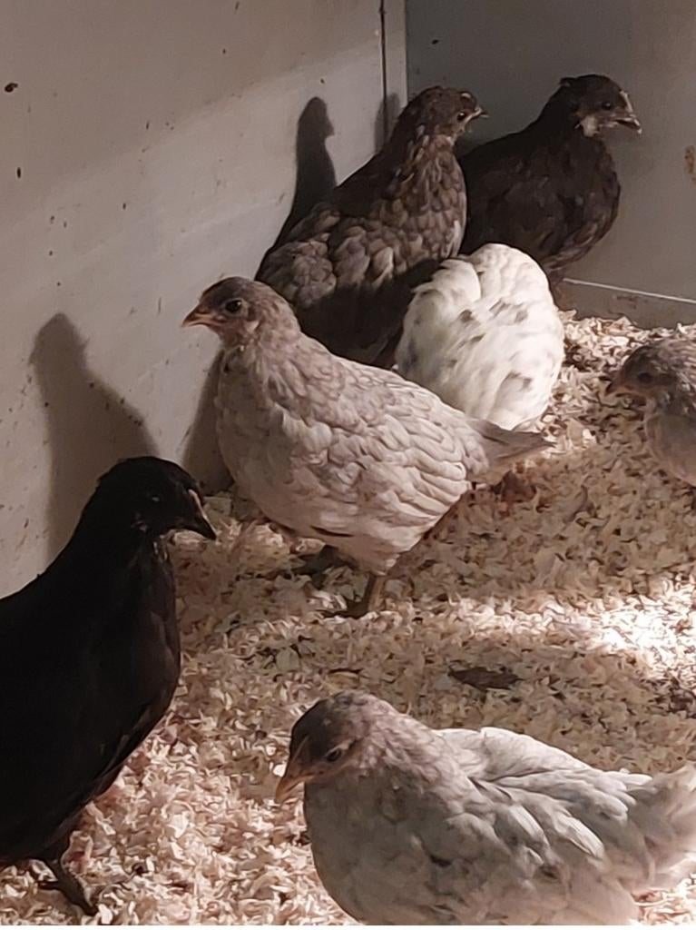 Silverudd blà kippen/ kuikens te koop, Dieren en Toebehoren, Pluimvee