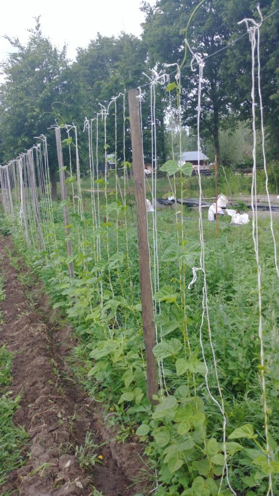 Snijbonenplanten 0,50 € per stuk., Ophalen of Verzenden